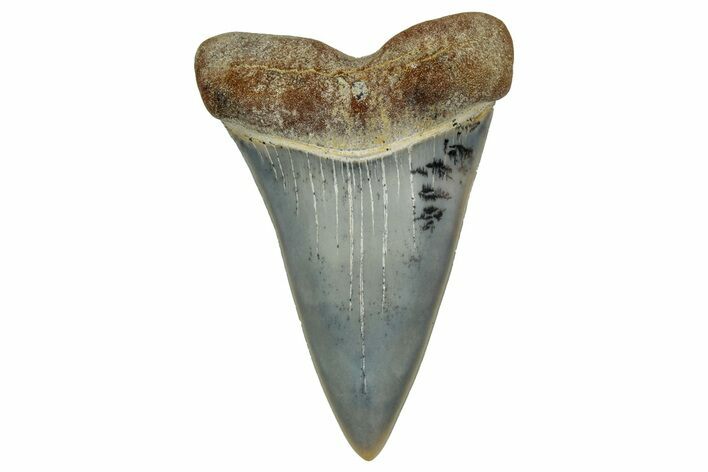 Colorful, Fossil Broad-Tooth Mako Shark Tooth - Bakersfield, CA #351430